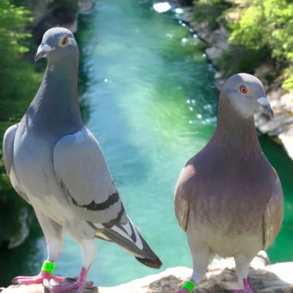 Breeding Pair # 3