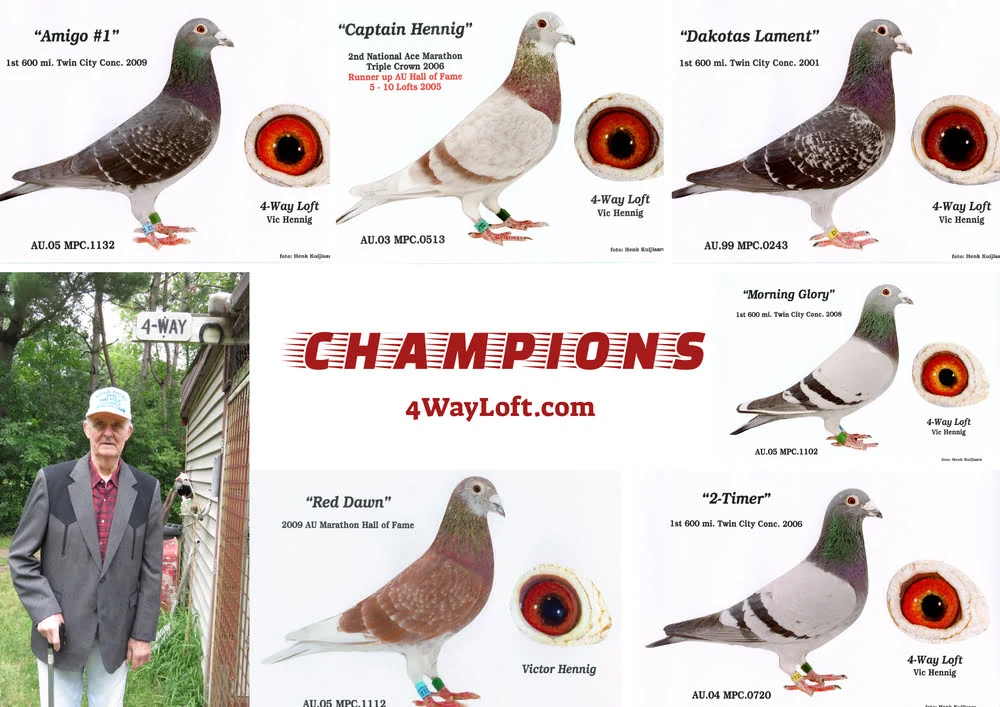 Champion Racing Pigeon Collage