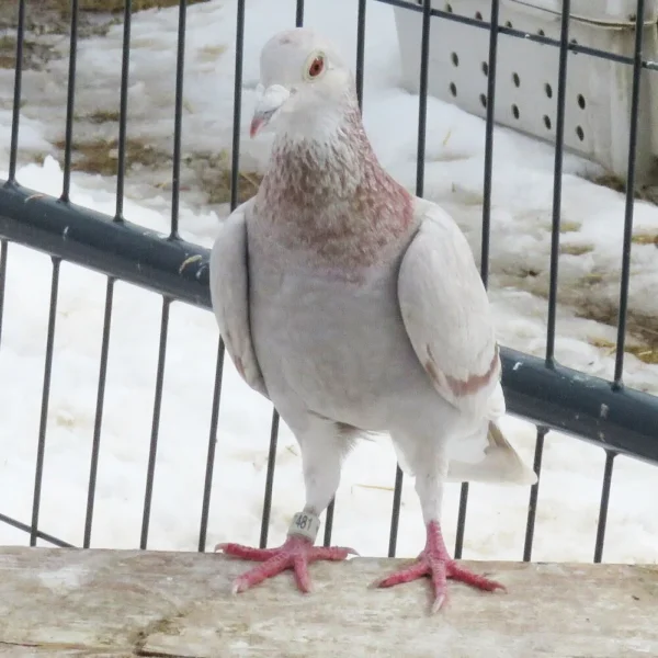 Breeding Pair # 2 - Image 6