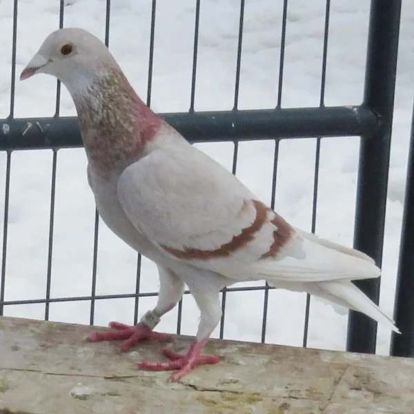 Breeding Pair # 2 - Image 5