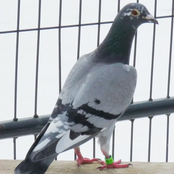 Breeding Pair # 3 - Image 4