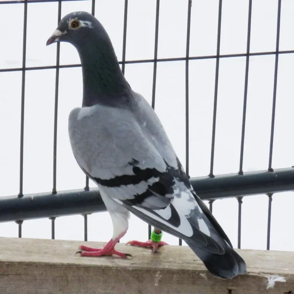 Breeding Pair # 3 - Image 5