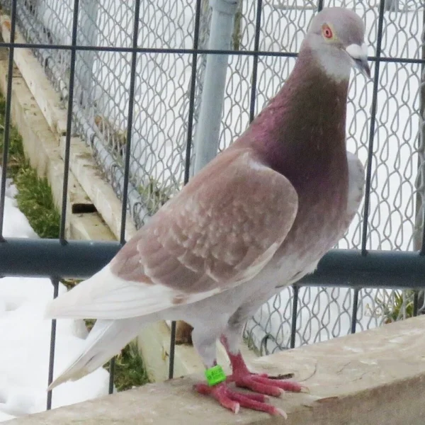 Breeding Pair # 3 - Image 9