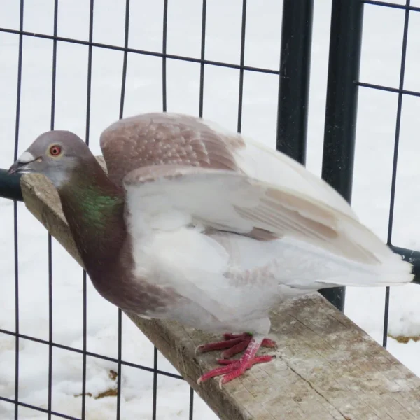 Breeding Pair # 3 - Image 8