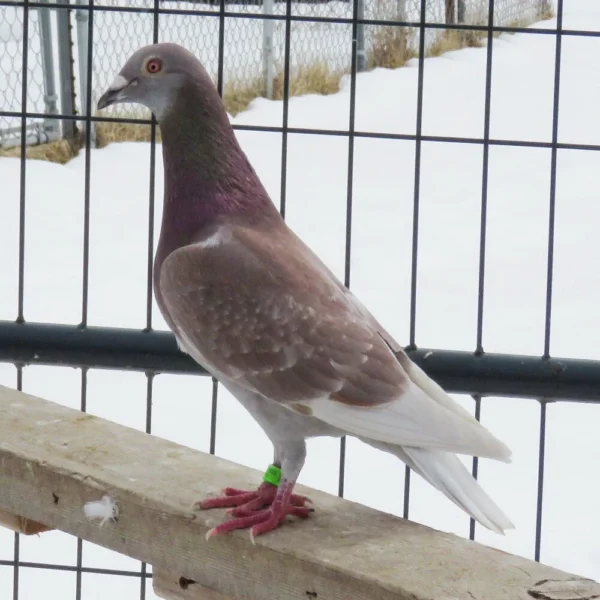 Breeding Pair # 3 - Image 7