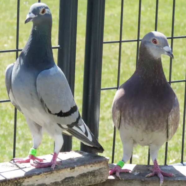 Breeding Pair # 3 - Image 3
