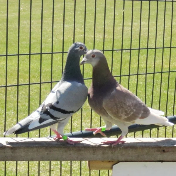 Breeding Pair # 3 - Image 2