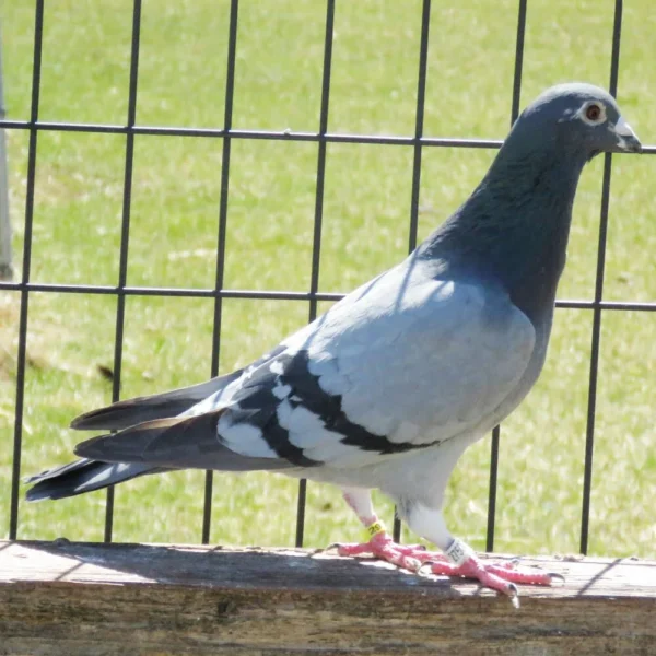 Breeding Pair # 4 - Image 7