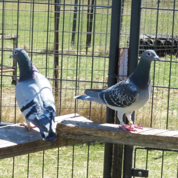 Breeding Pair # 4 - Image 3