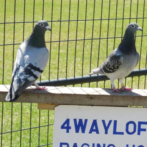 Breeding Pair # 4 - Image 4