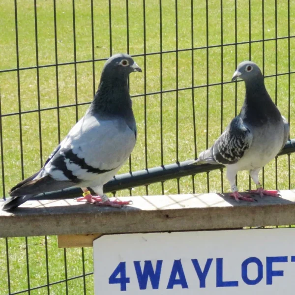 Breeding Pair # 4 - Image 5