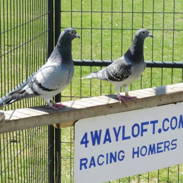 Breeding Pair # 4 - Image 2