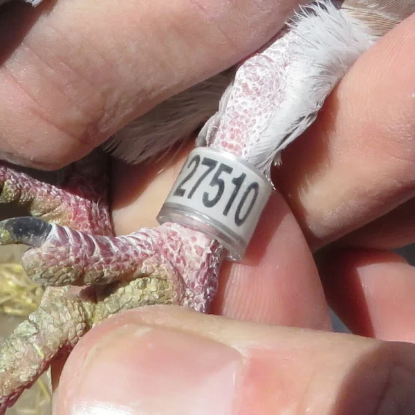 Breeding Pair # 2 - Image 11