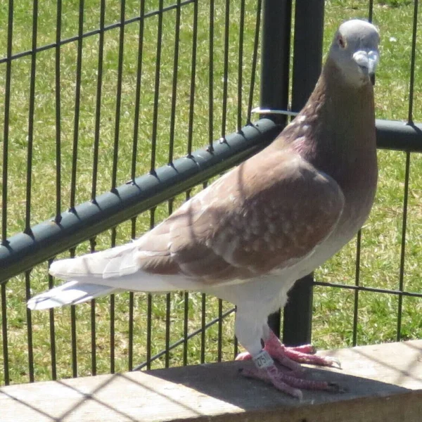 Breeding Pair # 2 - Image 7