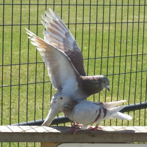 Breeding Pair # 2 - Image 9