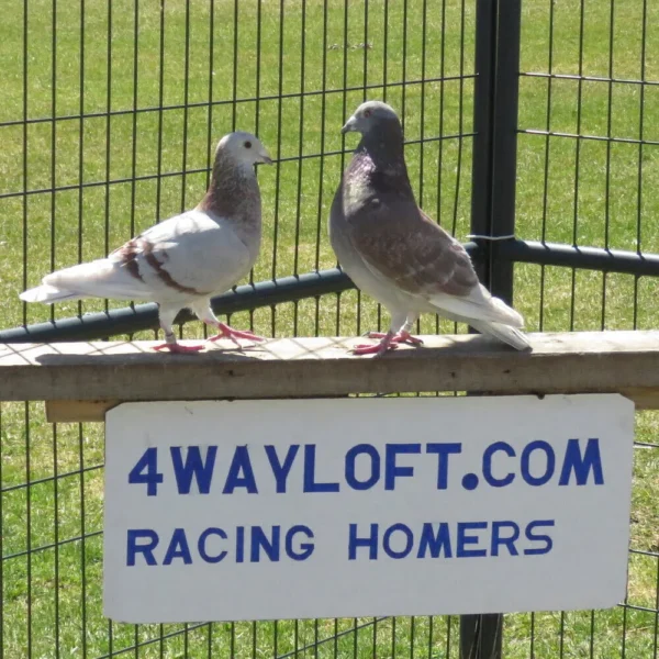 Breeding Pair # 2 - Image 2
