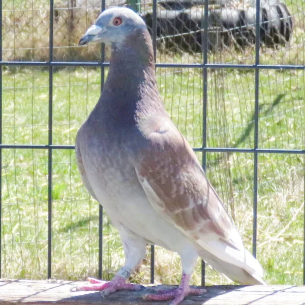 Breeding Pair # 2 - Image 3