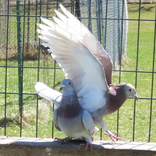 Breeding Pair # 1 - Image 5