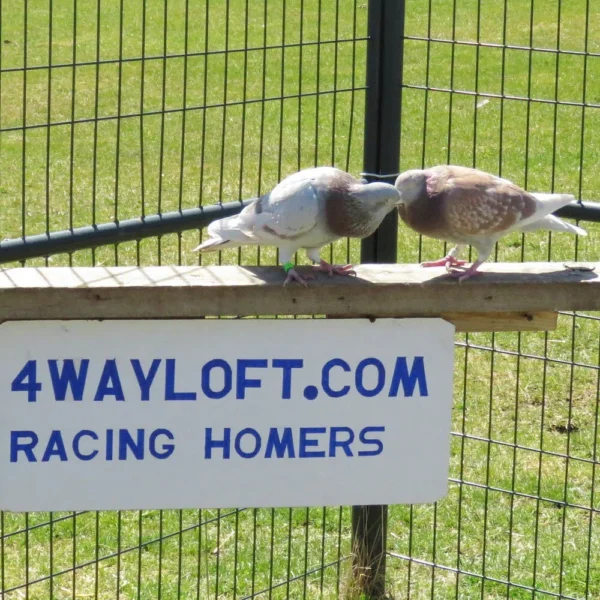 Breeding Pair # 1 - Image 4