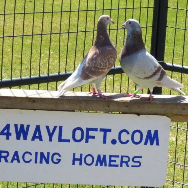 Breeding Pair # 1 - Image 2