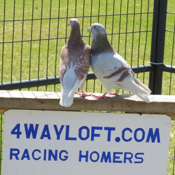 Breeding Pair # 1 - Image 3